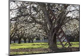 USA, Oregon, Hood River Valley, a Ladder in a Tree in an Orchard-Rick A Brown-Mounted Photographic Print