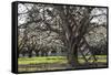 USA, Oregon, Hood River Valley, a Ladder in a Tree in an Orchard-Rick A Brown-Framed Stretched Canvas