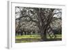 USA, Oregon, Hood River Valley, a Ladder in a Tree in an Orchard-Rick A Brown-Framed Photographic Print