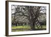 USA, Oregon, Hood River Valley, a Ladder in a Tree in an Orchard-Rick A Brown-Framed Photographic Print
