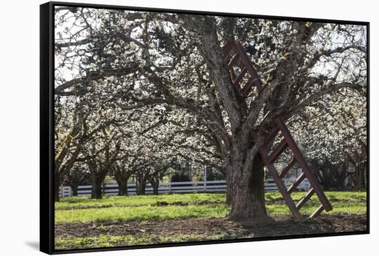 USA, Oregon, Hood River Valley, a Ladder in a Tree in an Orchard-Rick A Brown-Framed Stretched Canvas