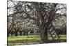 USA, Oregon, Hood River Valley, a Ladder in a Tree in an Orchard-Rick A Brown-Stretched Canvas