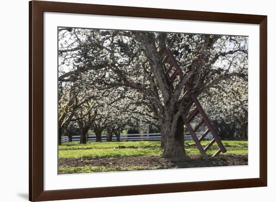 USA, Oregon, Hood River Valley, a Ladder in a Tree in an Orchard-Rick A Brown-Framed Photographic Print