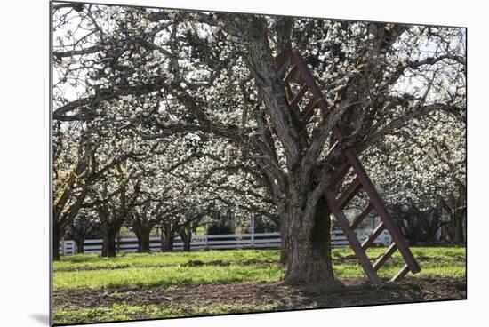 USA, Oregon, Hood River Valley, a Ladder in a Tree in an Orchard-Rick A Brown-Mounted Photographic Print