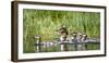 USA, Oregon, Hosmer Lake, Deschutes National Forest, Merganser Duck and ducklings-Mark Williford-Framed Photographic Print