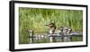 USA, Oregon, Hosmer Lake, Deschutes National Forest, Merganser Duck and ducklings-Mark Williford-Framed Photographic Print