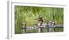 USA, Oregon, Hosmer Lake, Deschutes National Forest, Merganser Duck and ducklings-Mark Williford-Framed Photographic Print