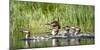 USA, Oregon, Hosmer Lake, Deschutes National Forest, Merganser Duck and ducklings-Mark Williford-Mounted Photographic Print