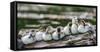 USA, Oregon, Hosmer Lake, Deschutes National Forest, Ringed-Neck ducklings cozy-up on a log.-Mark Williford-Framed Stretched Canvas