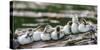 USA, Oregon, Hosmer Lake, Deschutes National Forest, Ringed-Neck ducklings cozy-up on a log.-Mark Williford-Stretched Canvas