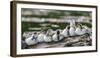 USA, Oregon, Hosmer Lake, Deschutes National Forest, Ringed-Neck ducklings cozy-up on a log.-Mark Williford-Framed Photographic Print