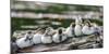 USA, Oregon, Hosmer Lake, Deschutes National Forest, Ringed-Neck ducklings cozy-up on a log.-Mark Williford-Mounted Photographic Print