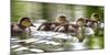 USA, Oregon, Hosmer Lake, Deschutes National Forest, Ringed-Neck ducklings take an afternoon swim.-Mark Williford-Mounted Photographic Print
