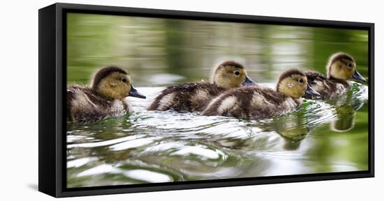 USA, Oregon, Hosmer Lake, Deschutes National Forest, Ringed-Neck ducklings take an afternoon swim.-Mark Williford-Framed Stretched Canvas