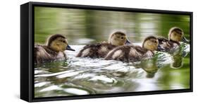 USA, Oregon, Hosmer Lake, Deschutes National Forest, Ringed-Neck ducklings take an afternoon swim.-Mark Williford-Framed Stretched Canvas