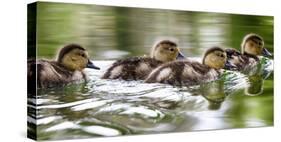 USA, Oregon, Hosmer Lake, Deschutes National Forest, Ringed-Neck ducklings take an afternoon swim.-Mark Williford-Stretched Canvas