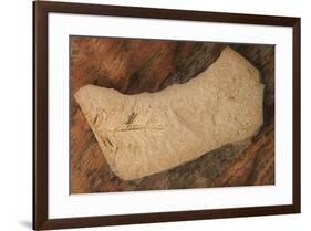 USA, Oregon, John Day Fossil Beds National Monument. Rock with plant fossils.-Jaynes Gallery-Framed Photographic Print