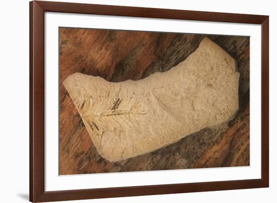 USA, Oregon, John Day Fossil Beds National Monument. Rock with plant fossils.-Jaynes Gallery-Framed Photographic Print