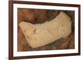 USA, Oregon, John Day Fossil Beds National Monument. Rock with plant fossils.-Jaynes Gallery-Framed Photographic Print