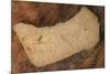 USA, Oregon, John Day Fossil Beds National Monument. Rock with plant fossils.-Jaynes Gallery-Mounted Photographic Print