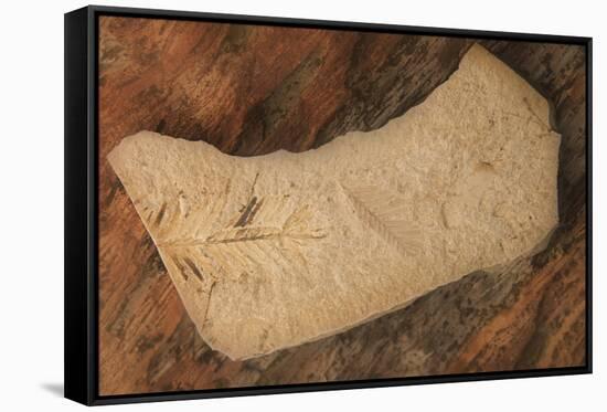 USA, Oregon, John Day Fossil Beds National Monument. Rock with plant fossils.-Jaynes Gallery-Framed Stretched Canvas