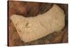 USA, Oregon, John Day Fossil Beds National Monument. Rock with plant fossils.-Jaynes Gallery-Stretched Canvas