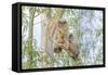 USA, Oregon. Juvenile Great horned owls.-Yuri Choufour-Framed Stretched Canvas