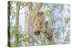 USA, Oregon. Juvenile Great horned owls.-Yuri Choufour-Stretched Canvas