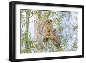 USA, Oregon. Juvenile Great horned owls.-Yuri Choufour-Framed Photographic Print