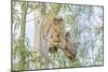 USA, Oregon. Juvenile Great horned owls.-Yuri Choufour-Mounted Photographic Print