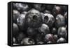 USA, Oregon, Keizer, Blueberries-Rick A. Brown-Framed Stretched Canvas