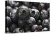 USA, Oregon, Keizer, Blueberries-Rick A. Brown-Stretched Canvas