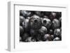 USA, Oregon, Keizer, Blueberries-Rick A. Brown-Framed Photographic Print