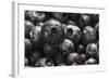 USA, Oregon, Keizer, Blueberries-Rick A. Brown-Framed Photographic Print