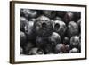 USA, Oregon, Keizer, Blueberries-Rick A. Brown-Framed Photographic Print