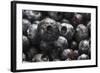 USA, Oregon, Keizer, Blueberries-Rick A. Brown-Framed Photographic Print