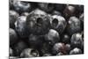 USA, Oregon, Keizer, Blueberries-Rick A. Brown-Mounted Photographic Print