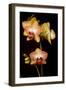 USA, Oregon, Keizer, Cultivated Orchid-Rick A Brown-Framed Photographic Print