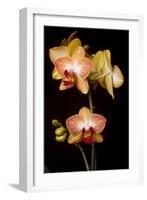 USA, Oregon, Keizer, Cultivated Orchid-Rick A Brown-Framed Photographic Print