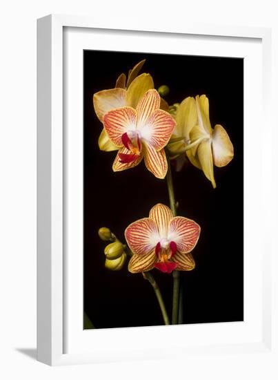 USA, Oregon, Keizer, Cultivated Orchid-Rick A Brown-Framed Photographic Print