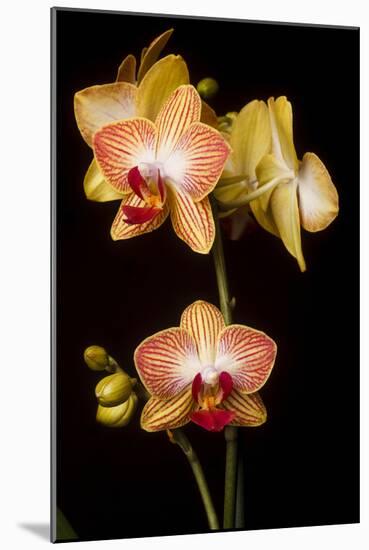 USA, Oregon, Keizer, Cultivated Orchid-Rick A Brown-Mounted Photographic Print