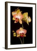 USA, Oregon, Keizer, Cultivated Orchid-Rick A Brown-Framed Photographic Print