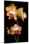 USA, Oregon, Keizer, Cultivated Orchid-Rick A Brown-Mounted Photographic Print