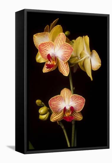 USA, Oregon, Keizer, Cultivated Orchid-Rick A Brown-Framed Stretched Canvas