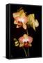 USA, Oregon, Keizer, Cultivated Orchid-Rick A Brown-Framed Stretched Canvas