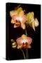 USA, Oregon, Keizer, Cultivated Orchid-Rick A Brown-Stretched Canvas