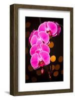 USA, Oregon, Keizer, Cultivated Orchid-Rick A Brown-Framed Photographic Print