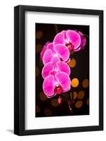 USA, Oregon, Keizer, Cultivated Orchid-Rick A Brown-Framed Photographic Print