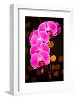 USA, Oregon, Keizer, Cultivated Orchid-Rick A Brown-Framed Photographic Print