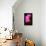 USA, Oregon, Keizer, Cultivated Orchid-Rick A Brown-Framed Stretched Canvas displayed on a wall